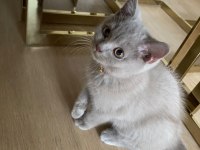 Lilac British Shorthair