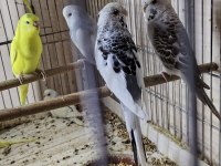 Yavru Damızlık Mevcut Muhabbet Kuşlar