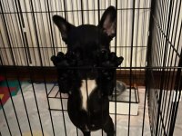 2,5 AYLIK DİŞİ FRENCH BULLDOG