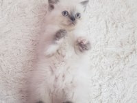 Özel Renk British Shorthair-Sağlıklı Eğitimli Yavrular