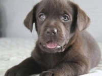 MÜKEMMEL KALİTEDE LABRADOR YAVRULAR