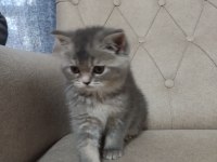 Saf Cins Sağlıklı British Shorthair Yavrular