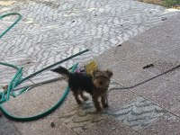 Yorkshire terrier