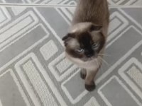 Ücretsiz 3 yaşında dişi scottish fold