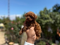 BÜYÜRMEYEN AŞILI ÇİŞ EĞİTİMLİ TOY POODLE 