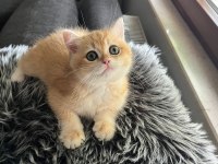 Şecereli golden ny12 dişi british shorthair