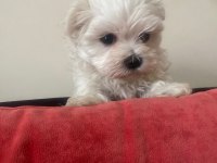 IRKININ EN MÜKEMMELİ MALTESE TERRİER YAVRULARIMIZ