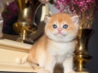 Altın Parlaklığında Golden British Shorthair