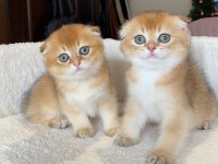 Scottish Fold Asil Prens ve Prenses