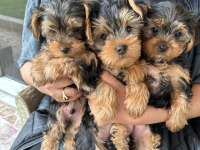 Yorkshire terrier 2 aylık 1 dişi 2 erkek