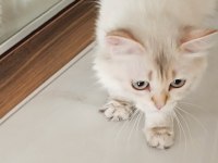 Britsh longhair 1 yaşında kedimiz