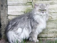 1 YAŞINDA DOĞUM YAPMAMIŞ DİŞİ SCOTTISH