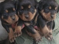 45 günlük koca kafa rottweiler yavrular