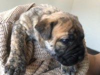 Safkan presa canario yavrular