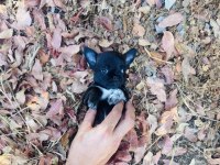 Elma Kafa Dişi Chihuahua Yavrumuz Hazır