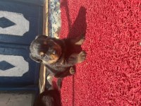 ROTTWEİLER KÖPEĞİ