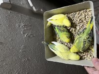 Yeme Düşmek Üzere Olan Muhabbet Kuşu Yavrular
