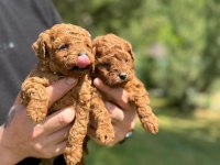 Evinizin Neşesi Poodle Yavrular