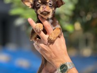 Chihuahua yavrularımız