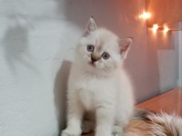 British longhair dişi