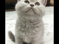 British Shorthair Dişi Lilac