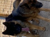Orjinal uzun tüy alman çoban köpeği yavrular