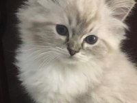 BRİTİSH GRİ RENK YENİ SÜTTEN KESİLME