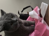3 yaşında erkek british shorthair