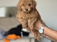 Secereli toy poodle yavruları