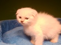 Scottish fold bebeğimiz