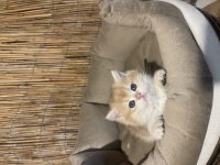 Anne Baba Şecereli NY12 Renk kodlu Safkan British Shorthair