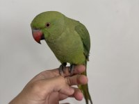Full Evcil Pakistan Papağanı