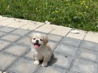 Aşıları tam yavru pekinez