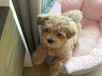 Kore teacup maltipoo yavrular