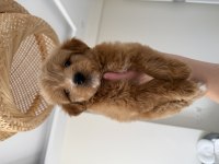 Party Color Maltipoo