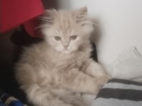 2 Şebek Kedimize Acil Yeni Yuva Arıyoruz