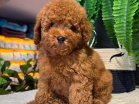 Harika Kore Poodle Yavruları Bebek Surat