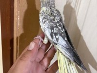 44 GÜNLÜK KUSURSUZ SULYAN PAPAĞANI BEBEK