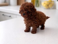 En sevimli toy poodle bebekler