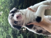 Çiftlik değil ev ortamı border collie