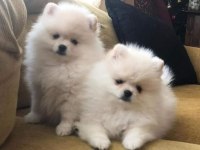Pomeranian spitz yavrular