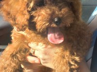 3 aylık toy poodle