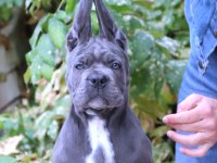 Fcı-Kıf Secereli Safkan Cane Corso Yavrularımız