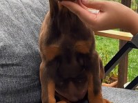 King Doberman Yavruları