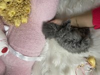 2 aylık oyuncu ayı surat british longhair yavrular