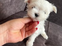 Orijinal Kore kan maltese erkek bebeğim