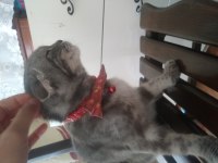 Scottish Fold 11 Aylık Kedim