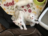 Pamuk scottish fold kardeşler