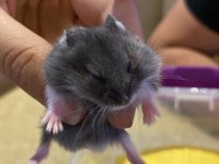 Yavru Gonzales Hamster