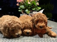 Toy poodle kg garantili